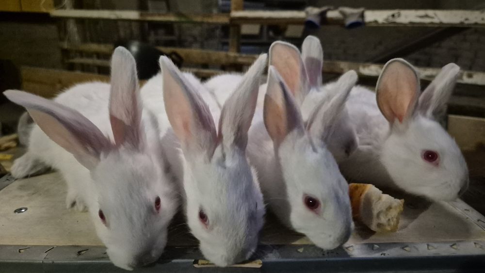 Соглом куёнчалар