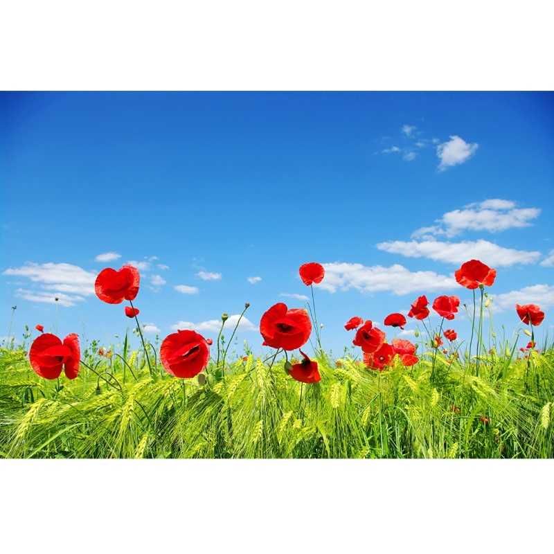 Fototapet Camp cu maci 200x150 cm- lichidare stoc- 50%