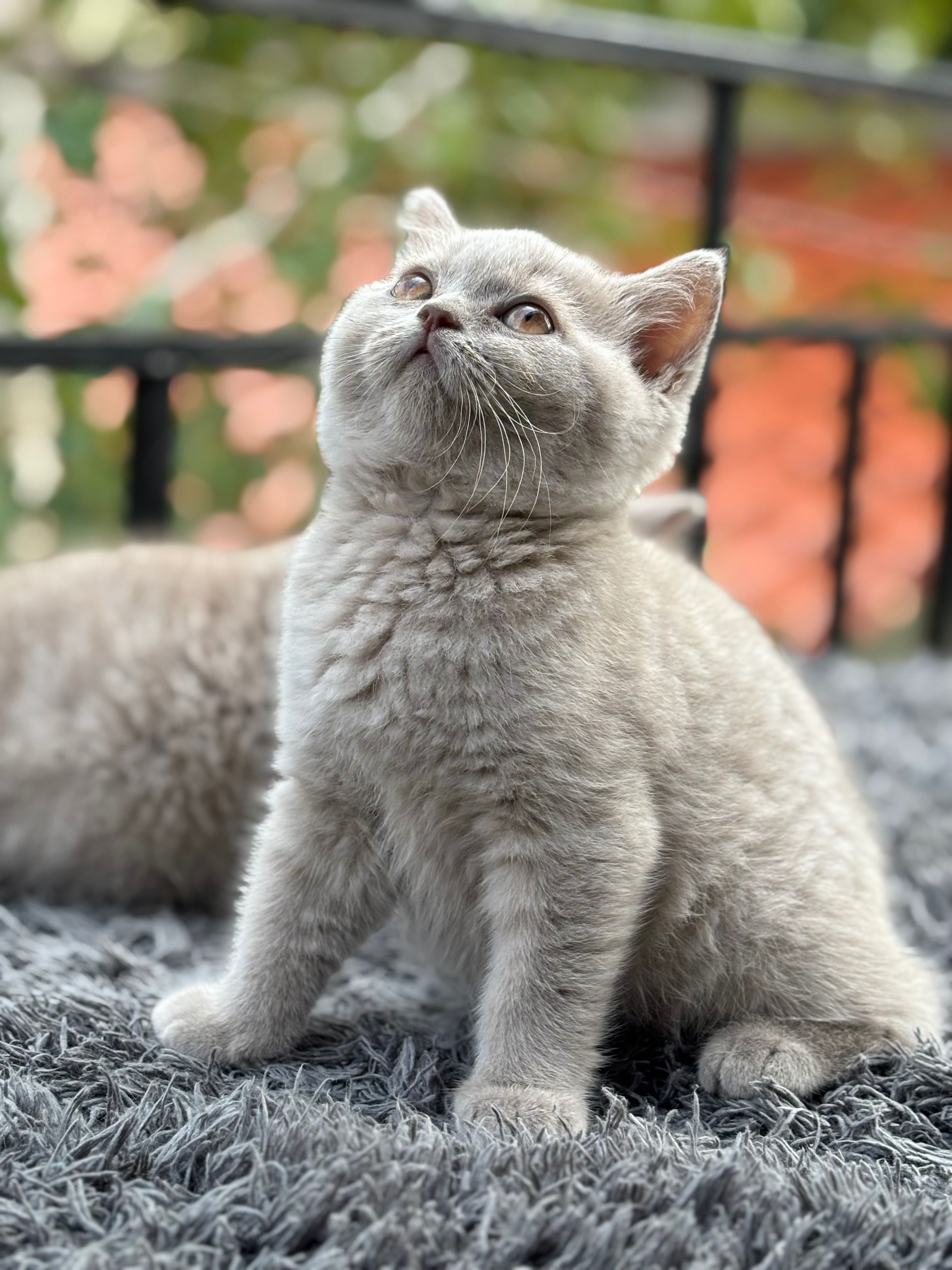 Британски котенца