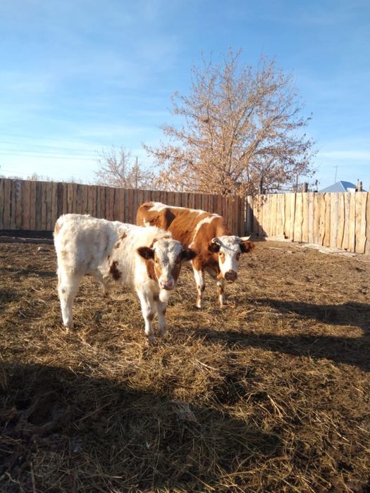 Продам корову стельную с теленком