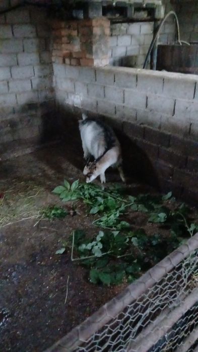 Se vinde 2 capre si o iada