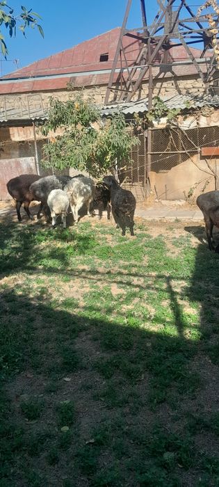 Зотли Кучкор Куйлар сотилади