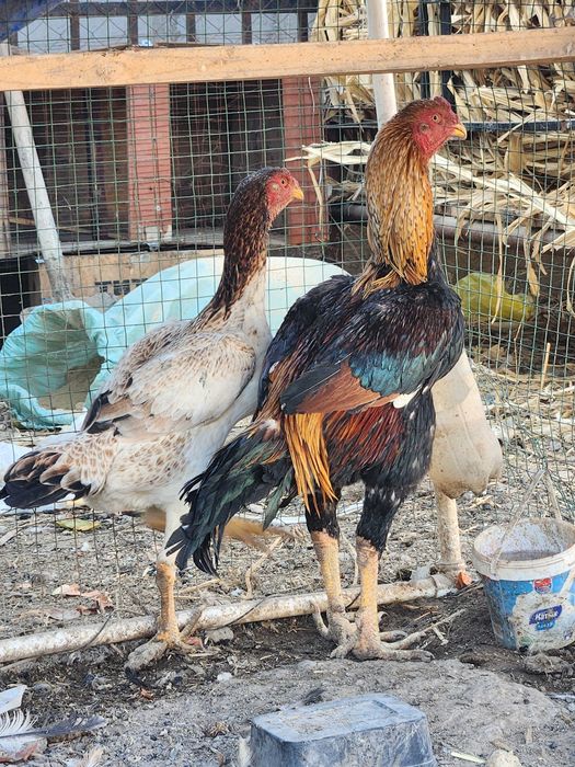 Хуроз ва товук бир жуфт