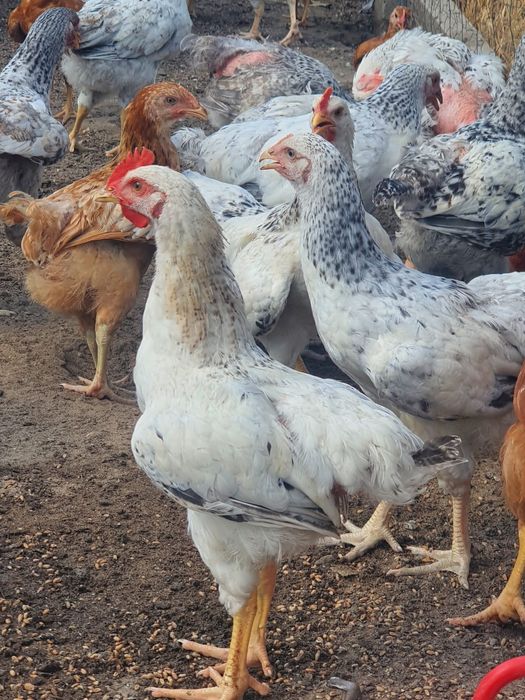 Vand gaini si puici de tara de anul acesta