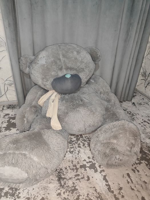 Tediy ayiq, holati yaxshi