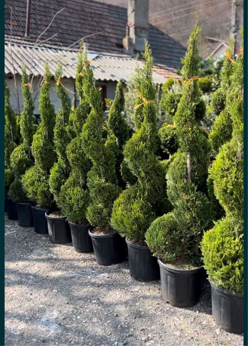 Plange ornamentale de diferite varietatii