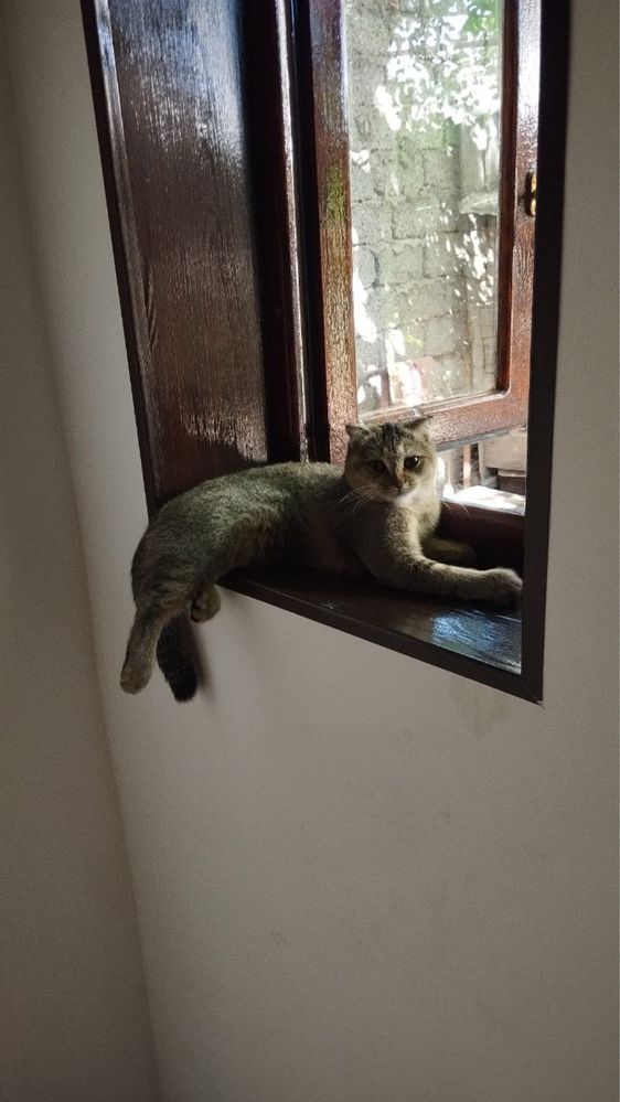 Бесплатно Scotch fold mushuk кошка mushu