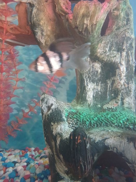 Аквариум сотилади