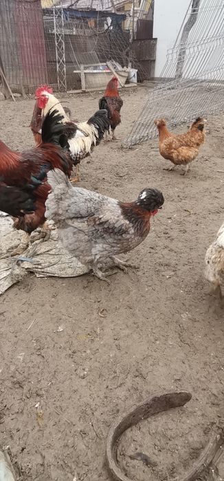 Găini moțate și nemoțate