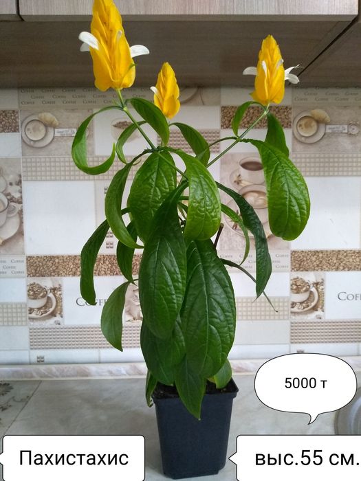 Продам Комнатные цветы