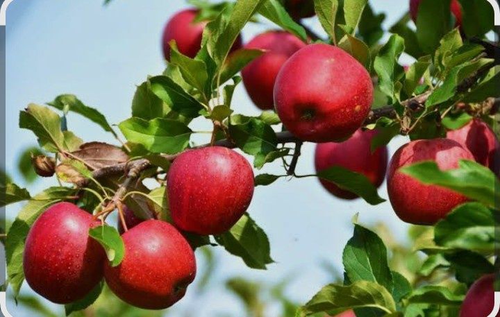 Обрезка плодовых деревьев