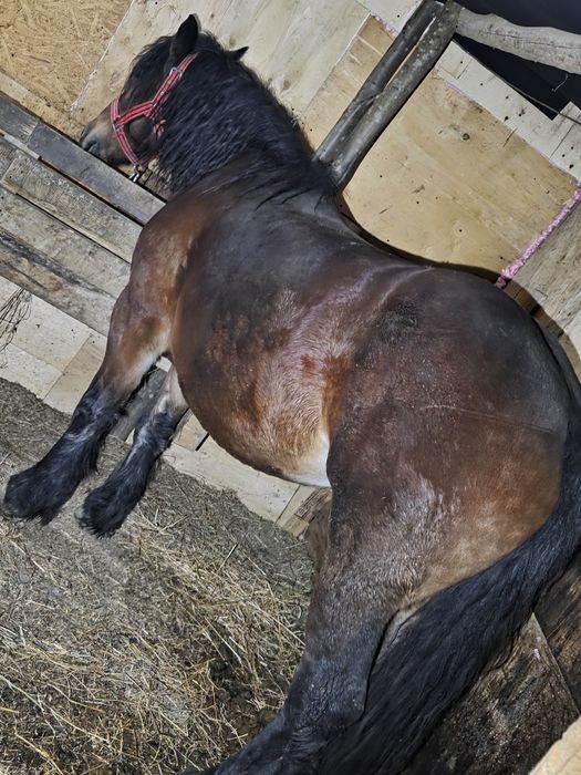 Vand iapa de 5/6 ani gestanta