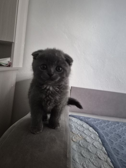 Продаётся шотландский вислоухия