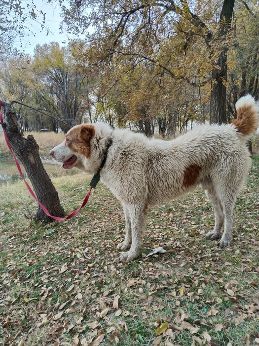 Алабай кабель 2.6года