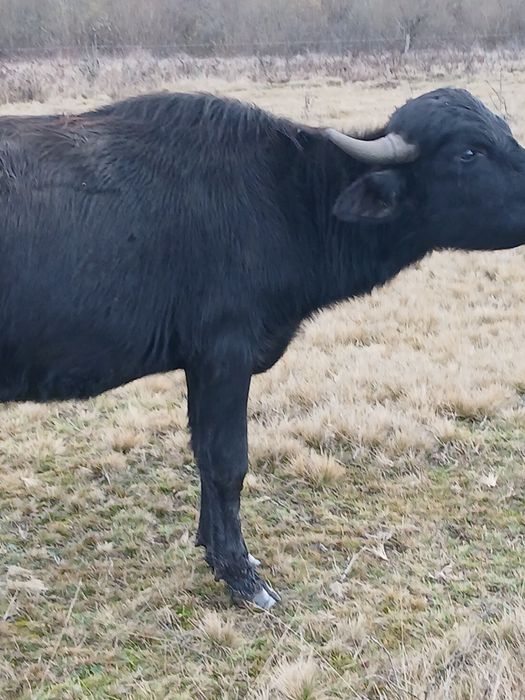 De vânzare tauras bivola de 1 an jumate  pentru monta sau sacrificare