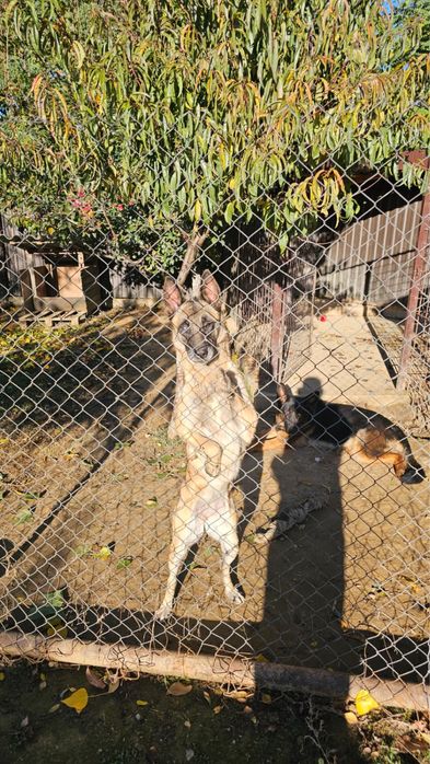 Caine Malinois femela