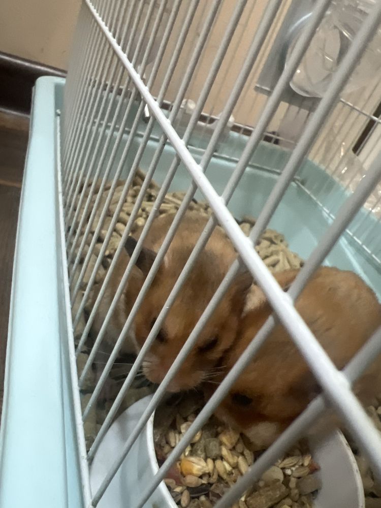 Продаем хомячков рыжих 1 годик