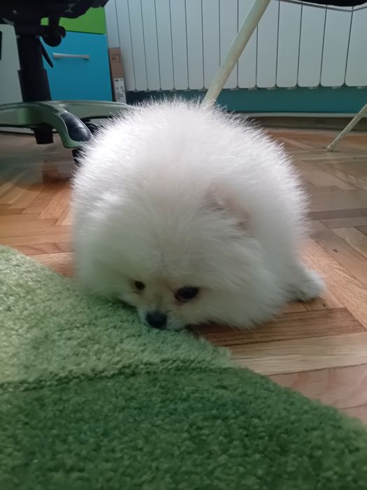 Померан мини - мъжко