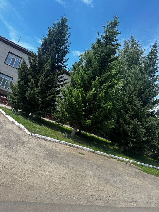 Ель голубая сибирская