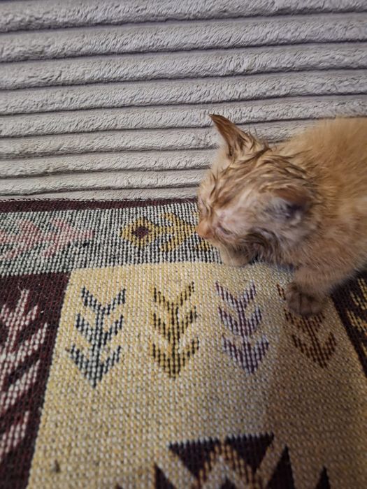 Отдам котёнка бесплатно!