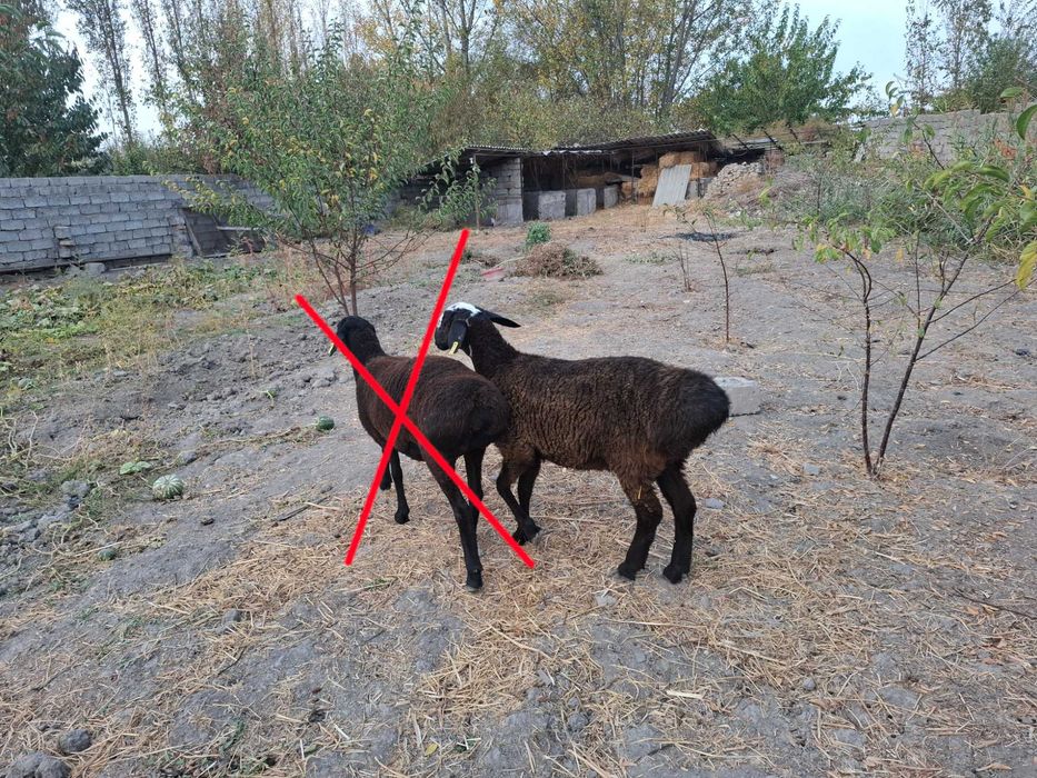 Qo'zi qo'y, bu yilgi