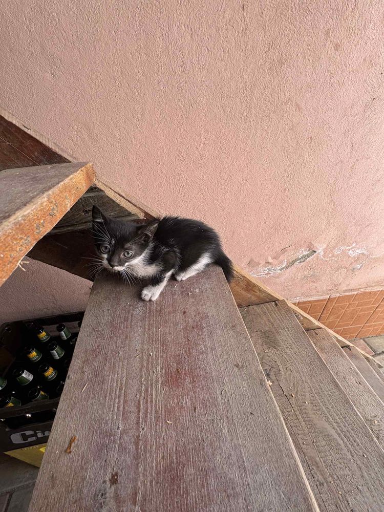 Donez pui de pisica