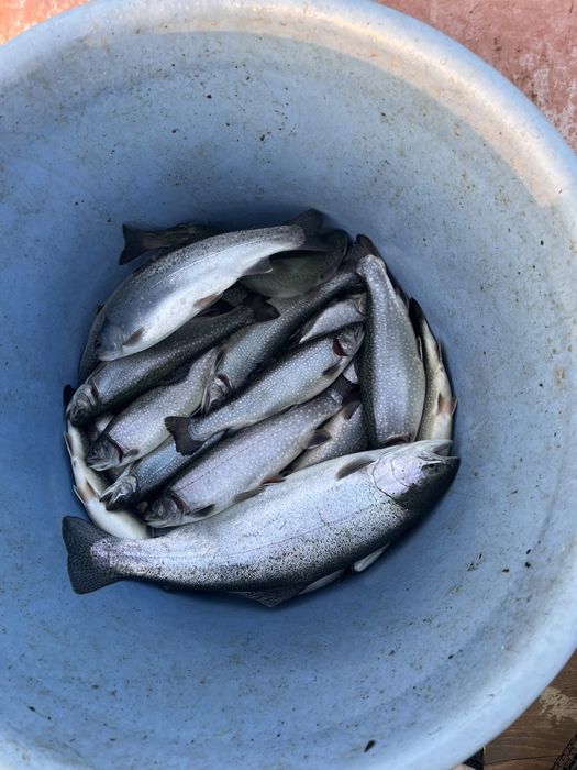 Pastrav curcubeu 300-600 grame