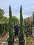 Vând cupressus sempervirens de calitate superioara
