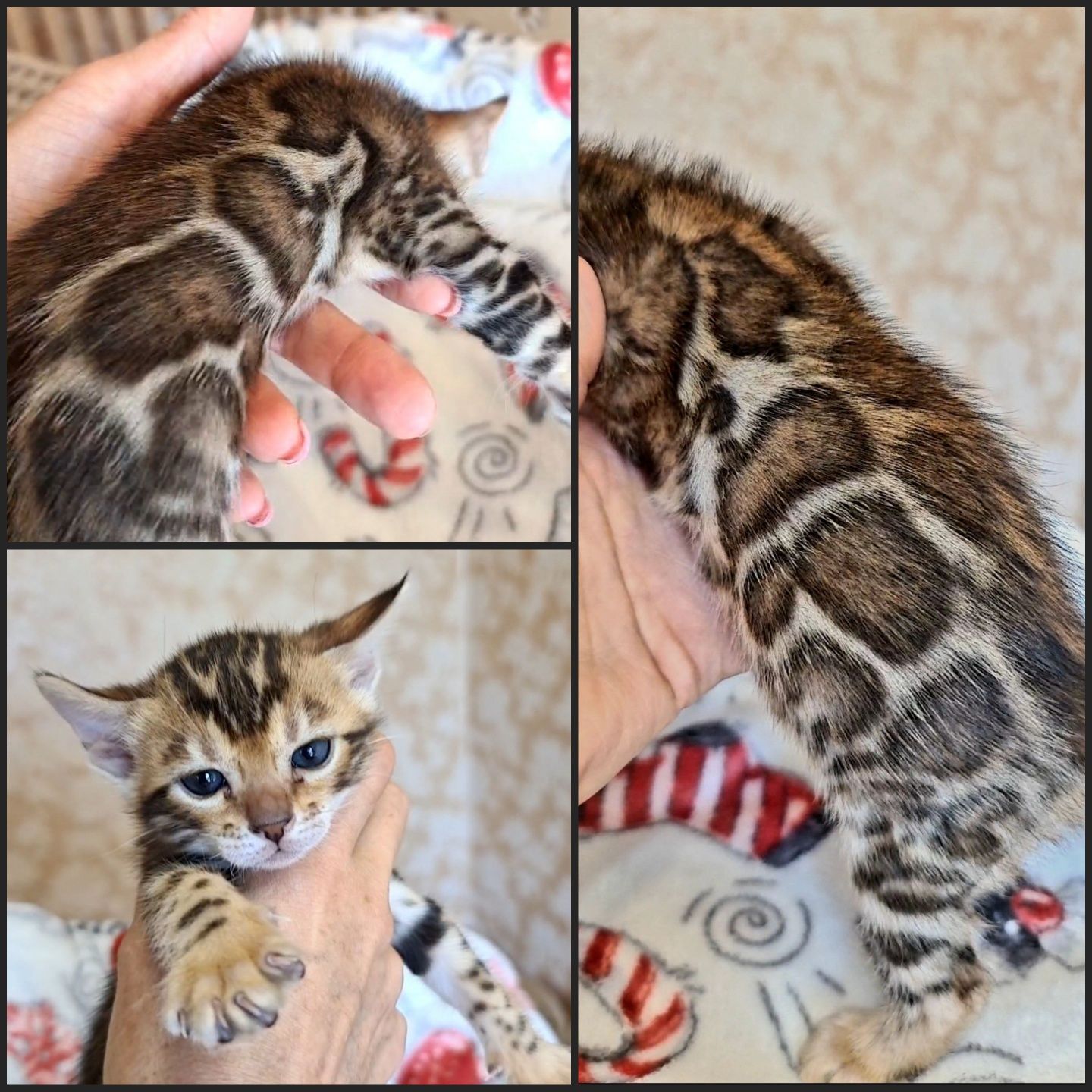 Роскошные шоу класса бенгалы