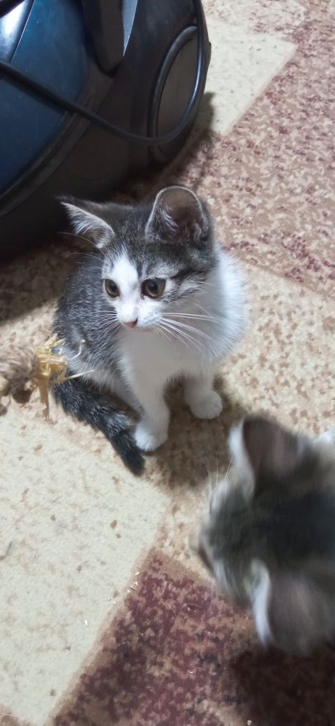 Отдается котенок