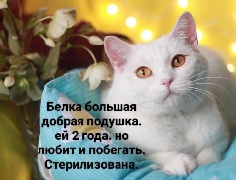 Коты и кошки ищут любящий дом