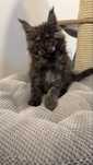 Femela Maine Coon black smoke