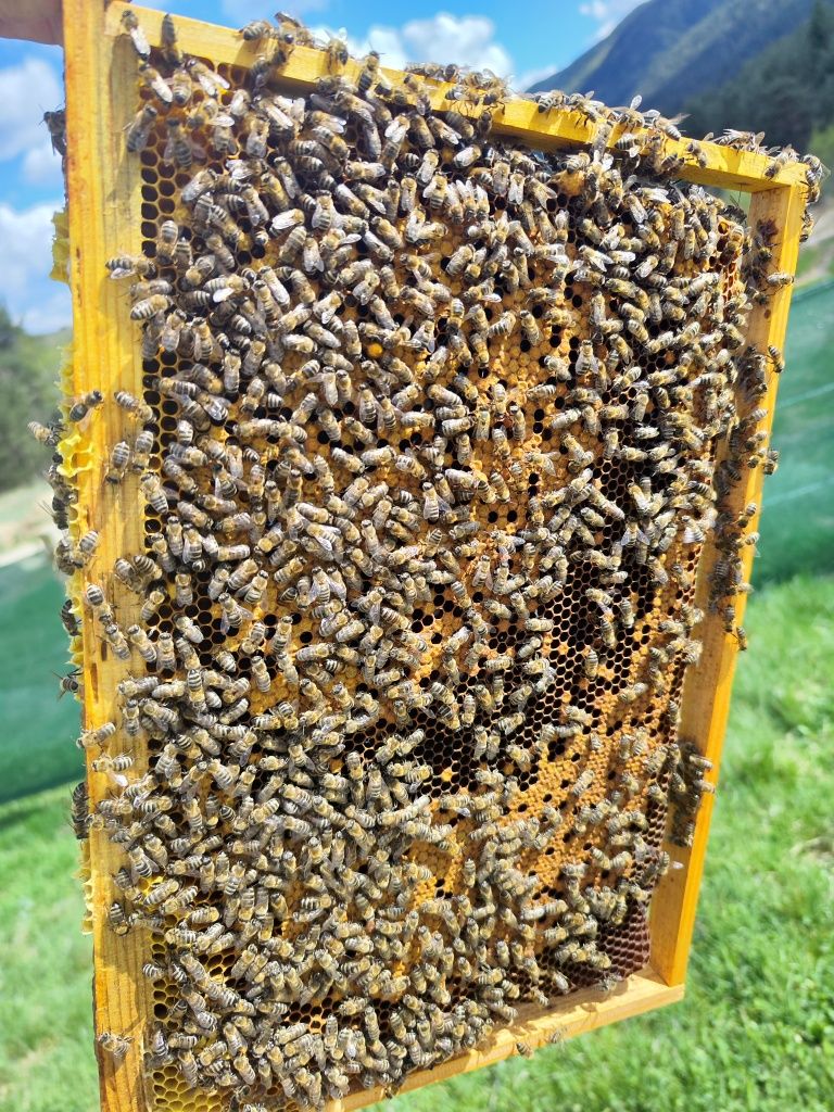 Пчелни отводки Дадан Блат 2024