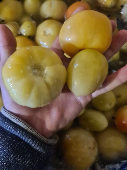 Gogonele  murate in saramura