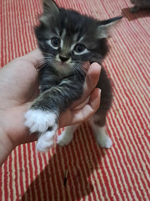 котята в Ургенче