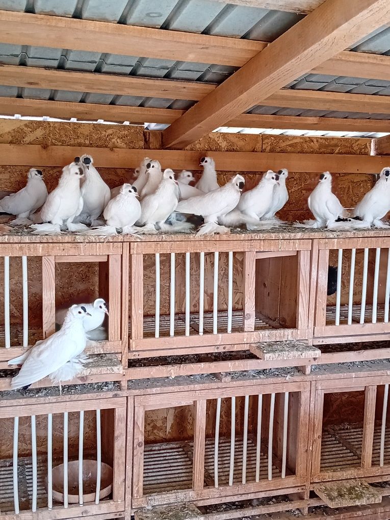Porumbei rândunele Saxonia pe alb