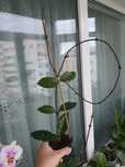 Planta Hoya Carnosa sau planta de ceara sau Lacrima Maicii Domnului