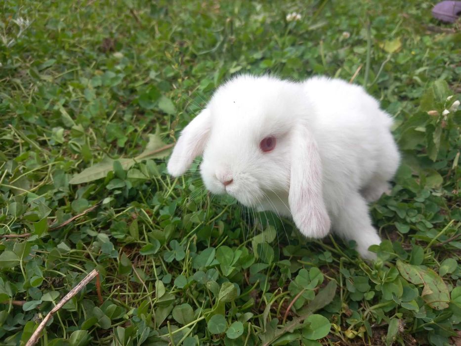 Iepurași pitici berbec german