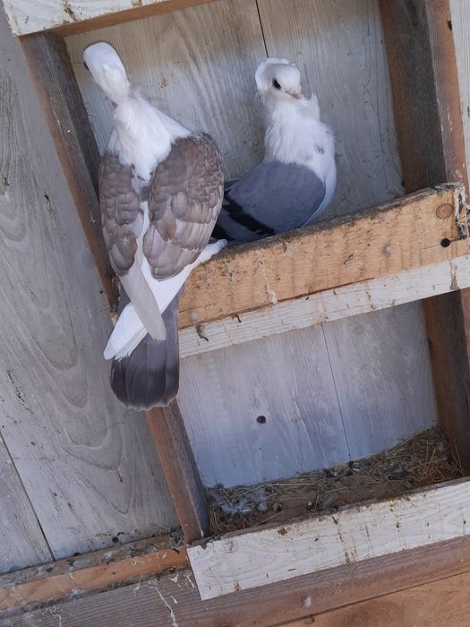 Vand o perechi de satineți  și un mascul de anul asta posta