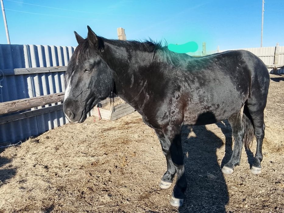 Ассаляму алейкум Айгыр сатамын полу тяж