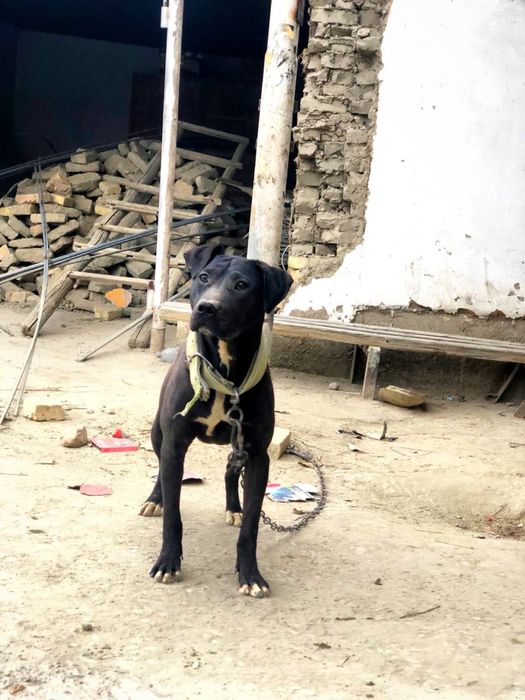 Radaslovni Pitt bull sotiladi