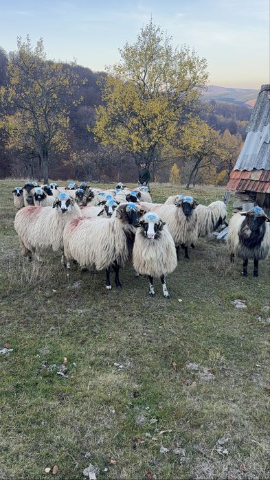 De vanzare,28 de oi breze si bucalai din breze
