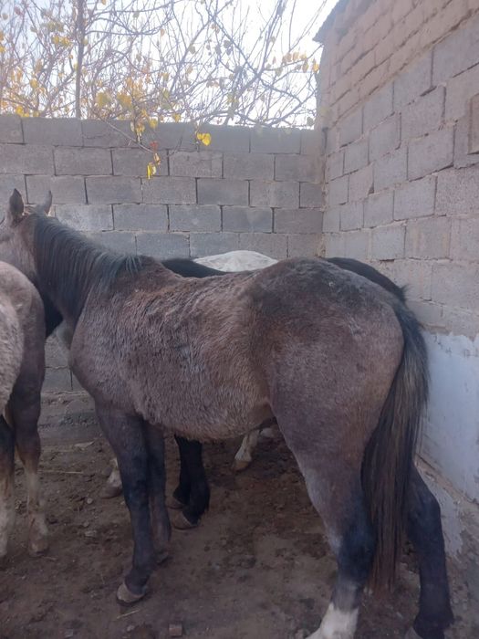 Полтарашкалар сатылады.