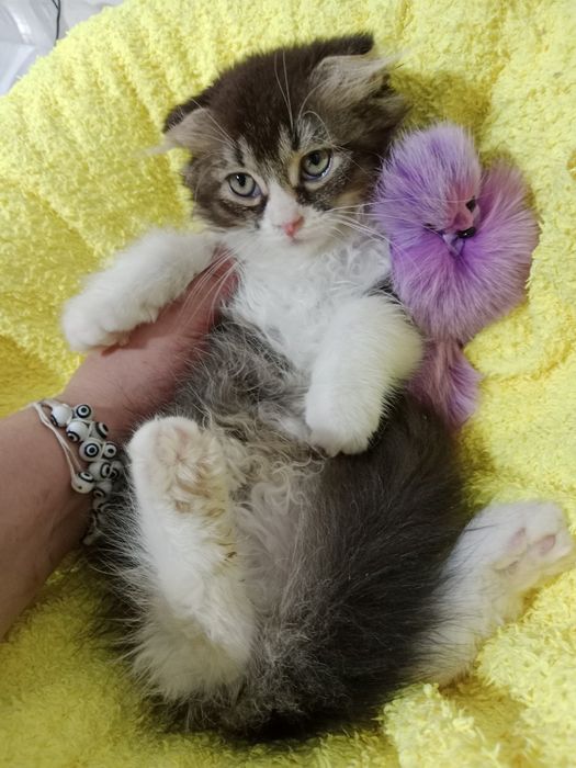Красивые котята чистокровные шотландские