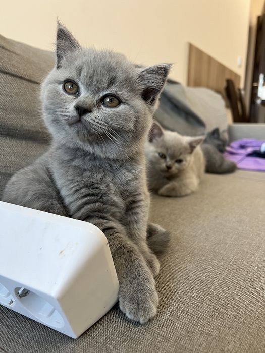 Британски късокосмести котета