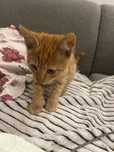 Pisica de adoptat