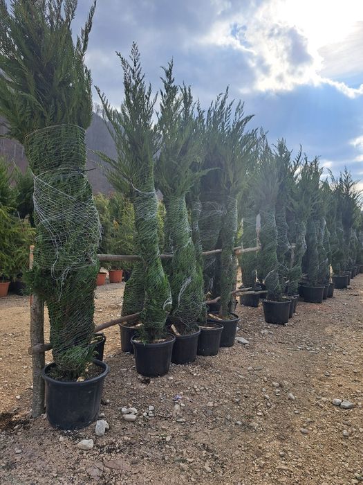 Vindem Tuia Leylandy,Copaci ornamentali