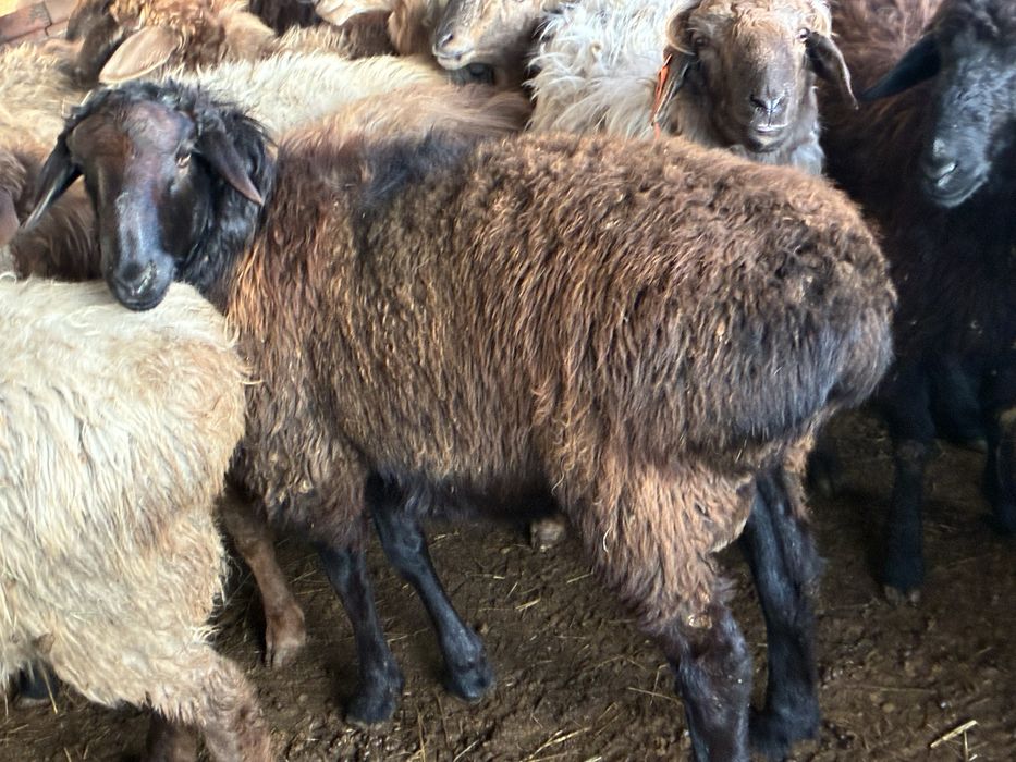 Қошқар  еділбай Сортировкада