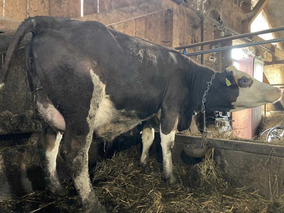 De vanzare 20 de vaci