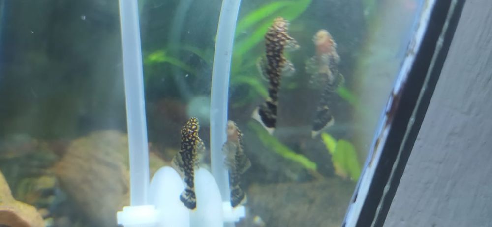 Сомики мальки анцитруса